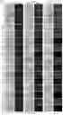 Fig. 40 - GENE INTERFERENCE VECTOR- AND IRON NANOPARTICLE-BASED COMPOSITION FOR KILLING CANCER CELLS, AND USE THEREOF
