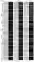 Fig. 41 - GENE INTERFERENCE VECTOR- AND IRON NANOPARTICLE-BASED COMPOSITION FOR KILLING CANCER CELLS, AND USE THEREOF