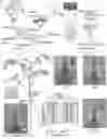 Fig. 01 - PRECISION DELIVERY OF MULTI-SCALE PAYLOADS TO TISSUE-SPECIFIC TARGETS IN PLANTS