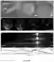 Fig. 04 - PRECISION DELIVERY OF MULTI-SCALE PAYLOADS TO TISSUE-SPECIFIC TARGETS IN PLANTS