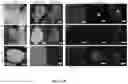 Fig. 06 - PRECISION DELIVERY OF MULTI-SCALE PAYLOADS TO TISSUE-SPECIFIC TARGETS IN PLANTS