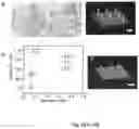 Fig. 11 - PRECISION DELIVERY OF MULTI-SCALE PAYLOADS TO TISSUE-SPECIFIC TARGETS IN PLANTS
