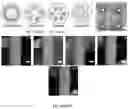 Fig. 13 - PRECISION DELIVERY OF MULTI-SCALE PAYLOADS TO TISSUE-SPECIFIC TARGETS IN PLANTS