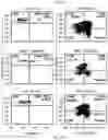 Fig. 35 - MATERIALS AND METHODS RELATING TO IMMUNOGENIC EPITOPES FROM HUMAN PAPILLOMAVIRUS