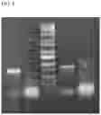 Fig. 02 - METHODS OF USING A TGF-beta KNOCKOUT CELL LINE AND COMPOSITIONS RESULTING THEREFROM