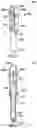 Fig. 08 - SYRINGE WITH BIASING MEMBER