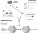 Fig. 01 - RECOMBINANT AAV VECTORS WITH ALTERED IMMUNOGENCITY AND METHODS OF MAKING THE SAME