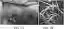 Fig. 02 - Method of rapid generation-adding breeding of rice