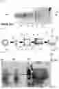 Fig. 02 - DEVICE FOR FIXING AND POSITIONING A CARDIAC PUMP