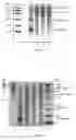 Fig. 02 - VETERINARY PRODUCT