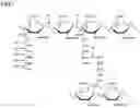 Fig. 02 - PROTEIN HAVING PEPTIDOGLYCAN-DEGRADING ACTIVITY AND DNA ENCODING PROTEIN, MICROORGANISM DEGRADING PREPARATION AND METHOD FOR DEGRADING MICROORGANISM