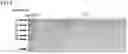 Fig. 05 - PROTEIN HAVING PEPTIDOGLYCAN-DEGRADING ACTIVITY AND DNA ENCODING PROTEIN, MICROORGANISM DEGRADING PREPARATION AND METHOD FOR DEGRADING MICROORGANISM