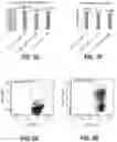 Fig. 02 - PLASMID COMBINATION AND APPLICATION THEREOF IN PREPARING MODIFIED IMMUNE CELLS