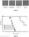 Fig. 07 - PLASMID COMBINATION AND APPLICATION THEREOF IN PREPARING MODIFIED IMMUNE CELLS