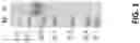 Fig. 02 - KERATIN BD-10, PREPARATION METHOD THEREFOR AND PHARMACEUTICAL COMPOSITION AND USE THEREOF