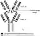 Fig. 01 - BINDING MOLECULES TO CD38 AND PD-L1