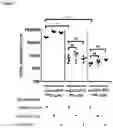 Fig. 02 - METHOD FOR TREATMENT AND PROPHYLAXIS OF CRS IN PATIENTS COMPRISING A COMBINATION OF BISPECIFIC ANTIBODIES BINDING TO CDS X CANCER CELL AND TNF ALPHA OR IL-6 INHIBITOR