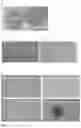 Fig. 02 - IN VITRO MEAT PRODUCTION