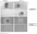 Fig. 07 - IN VITRO MEAT PRODUCTION