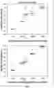 Fig. 02 - NEURAL NETWORK ANALYSIS OF LFA TEST STRIPS