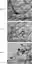 Fig. 04 - Multi-wall carbon nanotubes catalyst synthesis and use thereof