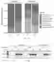 Fig. 45 - GENOME ENGINEERING USING CRISPR RNA-GUIDED INTEGRASES