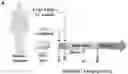 Fig. 01 - CHIMERIC ANTIGEN RECEPTOR SPECIFIC FOR HUMAN CD45RC AND USES THEREOF