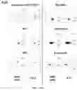 Fig. 04 - CHIMERIC ANTIGEN RECEPTOR SPECIFIC FOR HUMAN CD45RC AND USES THEREOF