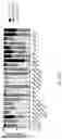 Fig. 06 - CHIMERIC ANTIGEN RECEPTOR SPECIFIC FOR HUMAN CD45RC AND USES THEREOF