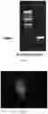 Fig. 06 - RECOMBINANT HERPESVIRUS OF TURKEYS (HVT) AND PREPARATION METHOD AND USE THEREOF