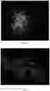 Fig. 07 - RECOMBINANT HERPESVIRUS OF TURKEYS (HVT) AND PREPARATION METHOD AND USE THEREOF