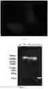 Fig. 08 - RECOMBINANT HERPESVIRUS OF TURKEYS (HVT) AND PREPARATION METHOD AND USE THEREOF