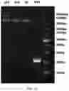 Fig. 09 - RECOMBINANT HERPESVIRUS OF TURKEYS (HVT) AND PREPARATION METHOD AND USE THEREOF
