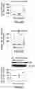 Fig. 12 - Purified Enriched Population Exosomes Derived From Individuals With A Chronic Progressive Lung Disease For Noninvasive Detection, Staging, And Medical Monitoring Of Disease Progression