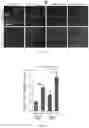 Fig. 06 - METHODS TO ENRICH ENTEROENDOCRINE CELLS AND THEIR SUBTYPES IN THE CONTIGUOUS, INTESTINAL MONOLAYER SYSTEMS