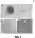 Fig. 06 - METHOD FOR PRODCING CARDIOMYOCYTES FROM INDUCED PLURIPOTENT STEM CELLS IN AN INTEGRATED PROCESS