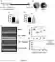 Fig. 09 - METHOD OF MANUFACTURING PEPTIDE NANOPARTICLES