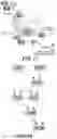 Fig. 02 - METHODS AND COMPOSITIONS FOR TREATING CANCER