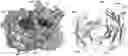 Fig. 01 - Cyclic Peptides