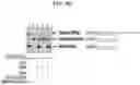 Fig. 22 - DIRECT REPLACEMENT GENOME EDITING