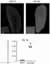 Fig. 07 - CROSS-SPECIES COMPATIBLE ADENO-ASSOCIATED VIRUS COMPOSITIONS AND METHODS OF USE THEREOF
