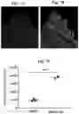 Fig. 09 - CROSS-SPECIES COMPATIBLE ADENO-ASSOCIATED VIRUS COMPOSITIONS AND METHODS OF USE THEREOF