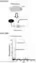 Fig. 57 - Mass spectrometry analysis of microorganisms in samples