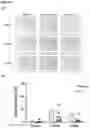 Fig. 09 - PHARMACEUTICAL COMPOSITION COMPRISING L-TRIIODOTHYRONINE (T3) FOR USE IN THE TREATMENT OF TISSUE HYPOXIA AND SEPSIS