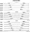 Fig. 01 - VIRAL NUCLEIC ACID MOLECULES, AND COMPOSITIONS AND METHODS OF USE THEREOF