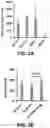 Fig. 08 - VIRAL NUCLEIC ACID MOLECULES, AND COMPOSITIONS AND METHODS OF USE THEREOF