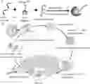 Fig. 01 - APPLICATION OF HETEROCYCLIC COMPOUND CONTAINING AT LEAST TWO SULFUR ATOMS IN PREPARING NANO-VACCINE AND PREPARED NANO-VACCINE