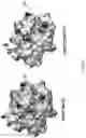 Fig. 04 - Engineered HLA Alleles for Treating Autoimmunity