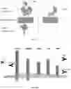 Fig. 04 - ENHANCED CHIMERIC ANTIGEN RECEPTORS AND USE THEREOF