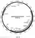Fig. 07 - ENHANCED CHIMERIC ANTIGEN RECEPTORS AND USE THEREOF